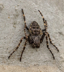 The hairy spider, a walnut orb-weaver spider, sits on the white fassade.