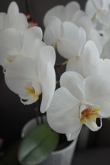 Obraz na płótnie Canvas Blume, Weiß, Natur, Orchidee, Orchideen, Zimmerblume, plegeleicht, flower, houseplant, indoor plant, easy-care, orchid, orchis