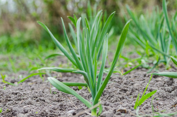 young green garlic sprouts in nature spring from the ground in the garden, tasty healthy and vegetarian food