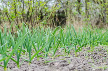 young green garlic sprouts in nature spring from the ground in the garden, tasty healthy and vegetarian food