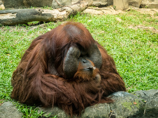 Orangutan sitting in a cage. At a zoo, In a moody lonely and Bored.