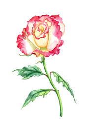 Rose yellow-pink watercolor painting on white background, isolated.