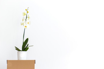 White Orchid flower stands on a cardboard box