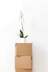Orchid flower standing on cardboard box on white background
