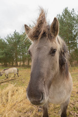 Fototapeta premium The wild horse, a Konik, looks like an unicorn - photographed in the Hobrechtsfelder forest, Hobrechtsfelde, Germany