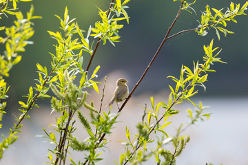 In the midst of green branches sits a small bird and is looking
