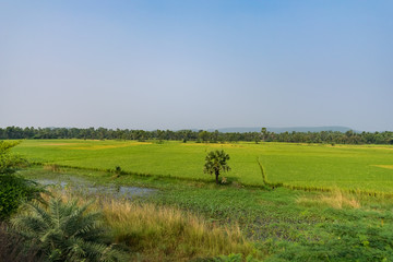 A greenery paddy farming ready for harvesting with lots of trees view.