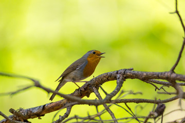 Robin sits. against a green background, on a branch and is singing