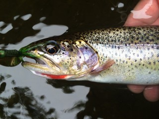 Cutthroat Trout