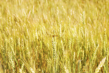 Dragonfly sitting on ear of wheat. Dragonfly close up on background of blurred wheat field.