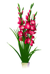 Gladiolus blossoms