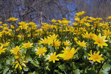 Scharbockskraut im Frühling