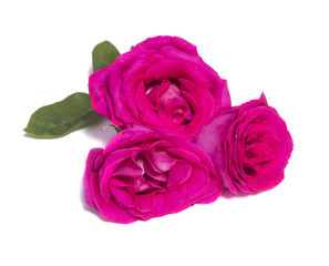 pink rose flowers bouquet on white background