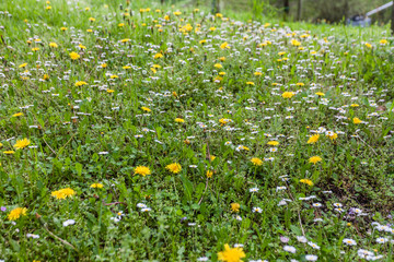 Meadow with yellow dandelion and daisies