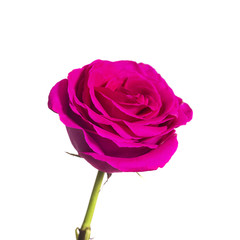 pink rose on white background