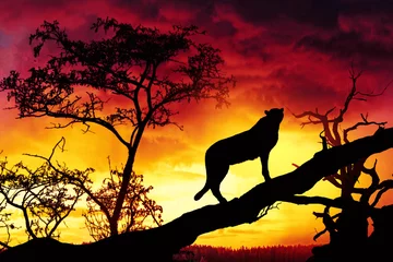 Foto auf Acrylglas Panther Silhouette des Geparden auf Baum bei Suset