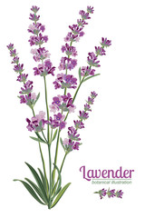Naklejka premium Lavender flower on white background. Colorful vintage vector illustration