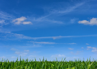 Field with grass and blue sky in the background.