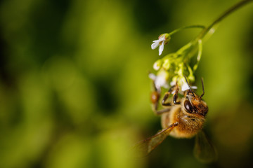 Bee on a white flower collecting pollen and gathering nectar to produce honey in the hive