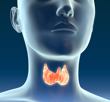 Healthy thyroid gland, medical illustration