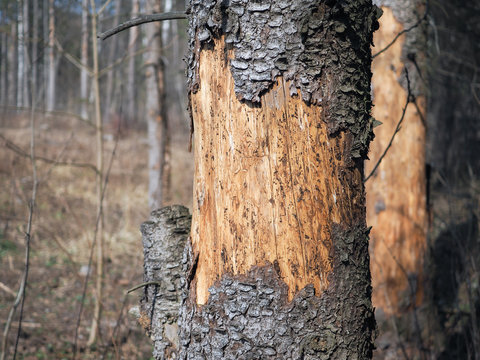 Fototapeta Trunk of pine tree with peeled bark