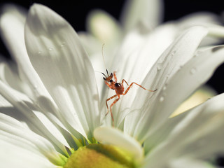 Little mantis in a beautiful white flower