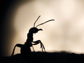 The silhouette of an ant. Large ant at sunset. Macro