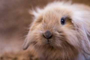 Studio shot of domestic rabbit