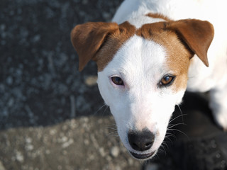 Dog looks from the bottom up. Portrait of a dog breed Jack Russell