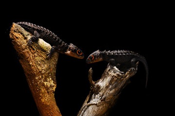 Couple Crocodile Skink