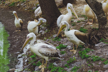 Many white bird pelicans