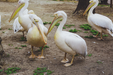 Many white bird pelicans