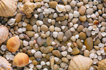 Seashells and pebbles background, natural seashore stones
