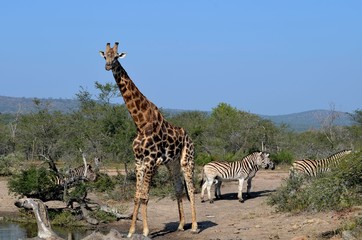 Obraz premium GIRAFE D AFRIUQE DU SUD