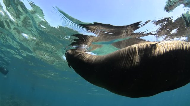 Californian sea lion (Zalophus californianus) swimming and playing in the reefs of los islotes in Espiritu Santo island at La paz,. Baja California Sur,Mexico.
