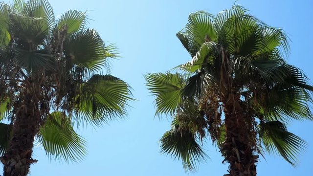 Two top palms in different sides and blue sky between. Tropical summer landscape