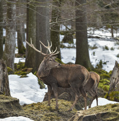 Rotwild im Winter