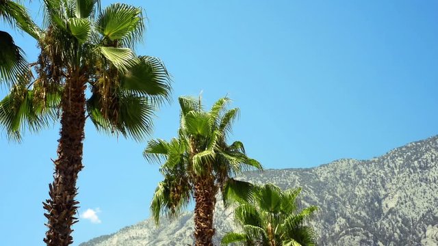 Turkey - August 2017, Kemer, Beldibi: Line the top of palm trees on blue sky and mountains background. Tropical summer landscape