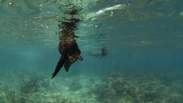 Californian sea lion (Zalophus californianus) swimming and playing in the reefs of los islotes in Espiritu Santo island at La paz,. Baja California Sur,Mexico.
