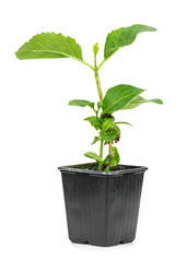 hydrangea on a white background