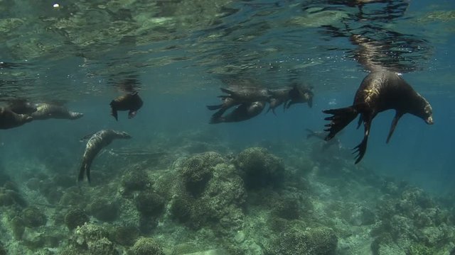 Californian sea lion (Zalophus californianus) swimming and playing in the reefs of los islotes in Espiritu Santo island at La paz,. Baja California Sur,Mexico.
