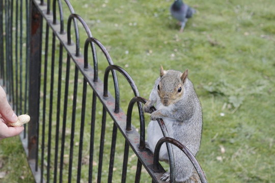 Ecureuil sur une clôture à Londres