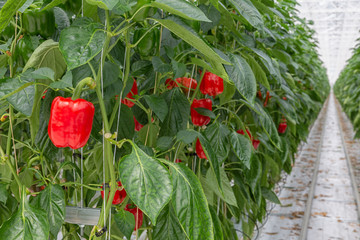 Cultivation of red paprika in a Dutch greenhouse