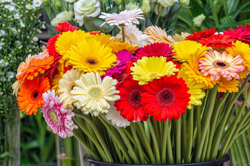 Gerbera flowers of different colors for sale at a Dutch florist