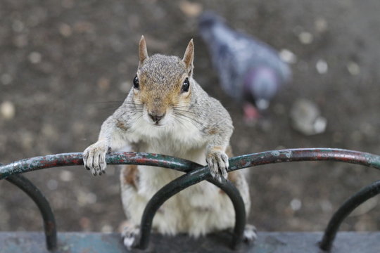 Squirrel in London