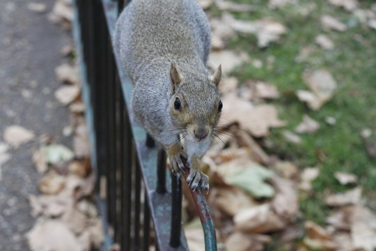 Squirrel on a fence
