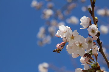 Biene auf Kirschblüte II