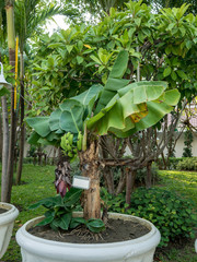 Dwarf Banana, Green leaves are beautiful, small stems look cute. Banana leaves normal appearance.