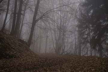 Mist in the woods during autumn. Slovakia