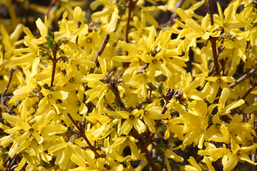 Abundant flowering of Forsythia intermedia. Background with small bright yellow flowers